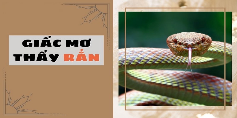 Mơ Thấy Rắn Đánh Con Gì Giúp Trúng Lớn? Là Điềm May Hay Rủi?
