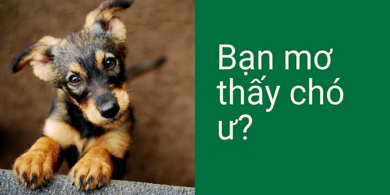 Mơ Thấy Chó Đánh Con Gì Giúp Trúng Đậm ? Điềm Báo Tương Ứng