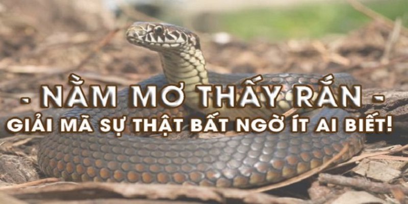 Mơ thấy rắn đánh con gì? Mang đến điềm báo gì?