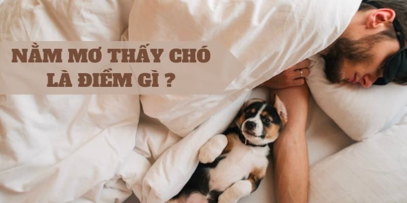 Chiêm bao mình bị chó đuổi