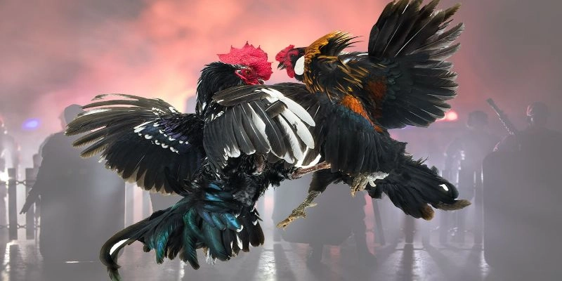 Các câu hỏi thường gặp với game đá gà 