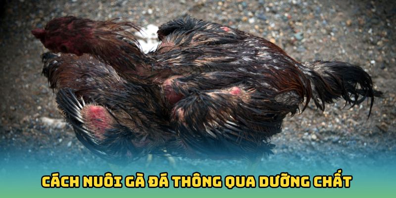 Cách nuôi gà đá thông qua dưỡng chất