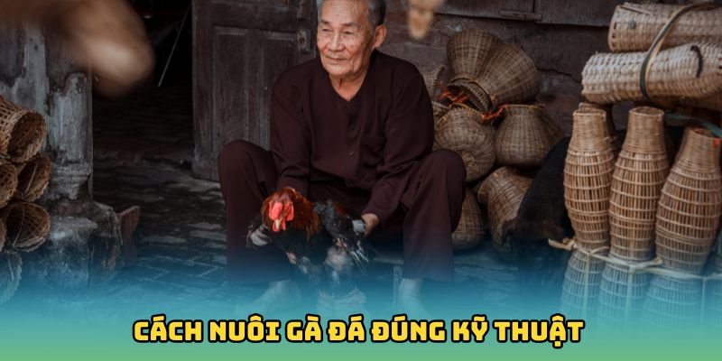 Quy trình chăm sóc gà chọi hàng ngày