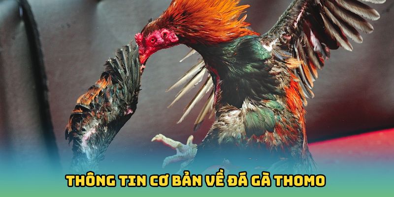 Sơ lược thông tin cơ bản về đá gà Thomo