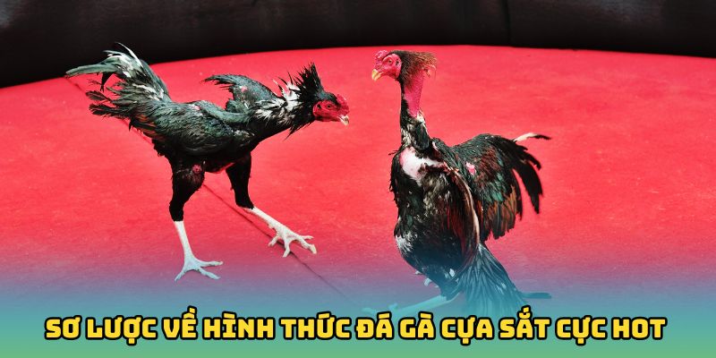 Sơ lược về hình thức Đá gà cựa sắt cực hot