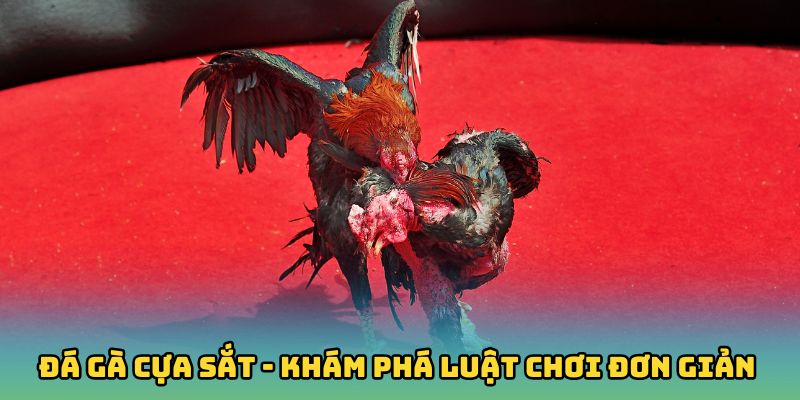 Đá Gà Cựa Sắt - Khám Phá Luật Chơi Đơn Giản Cùng 123win