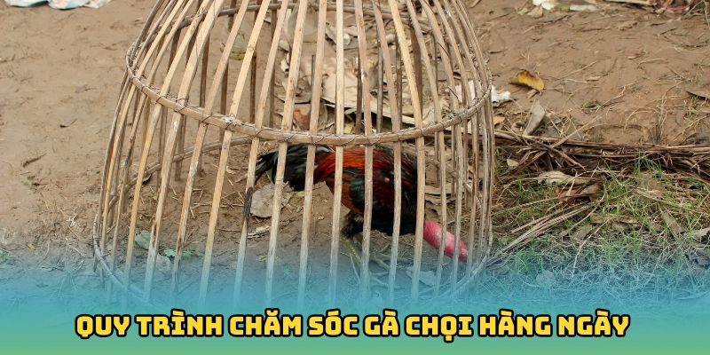 Cách Nuôi Gà Đá Đúng Kỹ Thuật Để Chiến Kê Luôn Sung Sức
