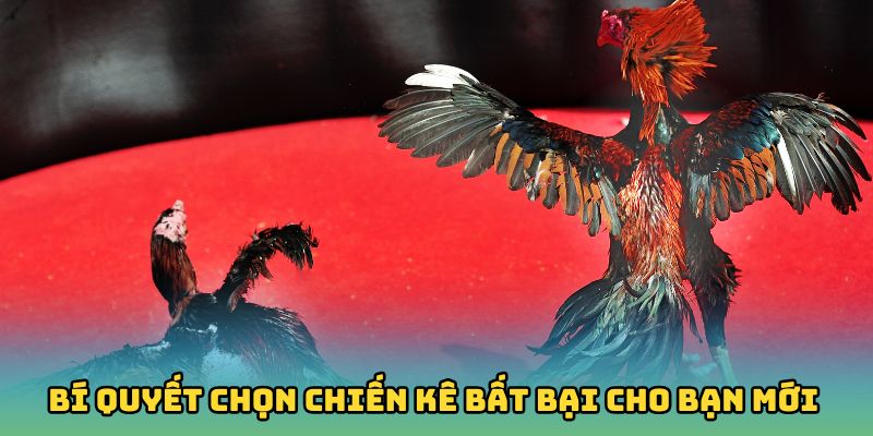 Chia sẻ bí quyết chọn chiến kê bất bại cho bạn mới