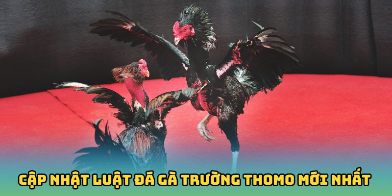 Cập nhật luật đá gà trường Thomo mới nhất