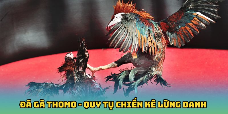 Đá Gà Thomo - Đấu Trường Uy Tín Quy Tụ Chiến Kê Lừng Danh