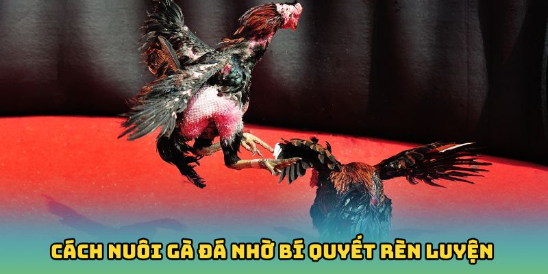 Cách nuôi gà đá nhờ bí quyết rèn luyện
