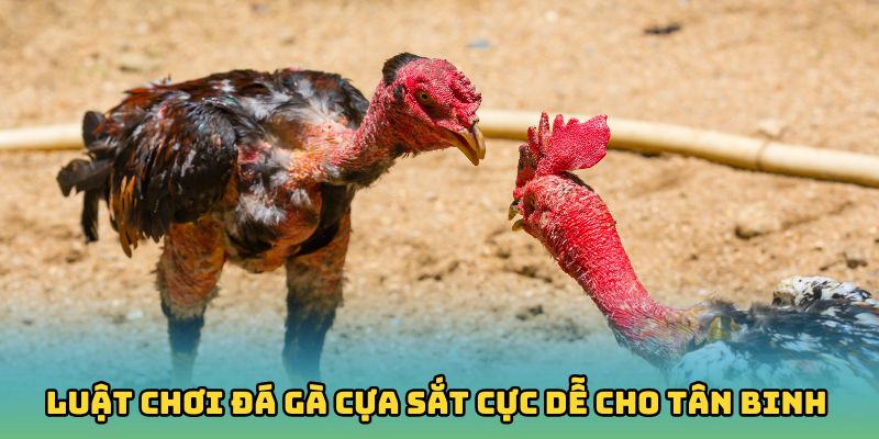Tìm hiểu luật chơi Đá gà cựa sắt cực dễ cho tân binh