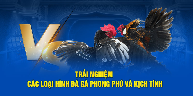 Đôi nét về đá gà C1