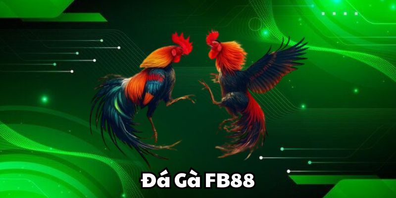 Kinh nghiệm chơi Đá Gà FB88 dễ thắng