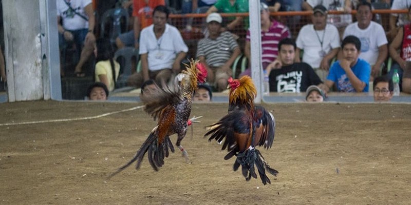 Đá gà cựa dao hôm nay có gì thú vị?