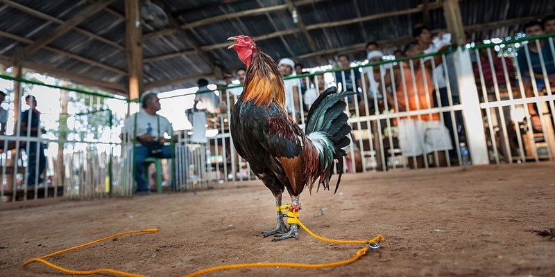 Đá Gà Cựa Dao Hôm Nay – Tất Tần Tật Những Thông Tin Cần Biết