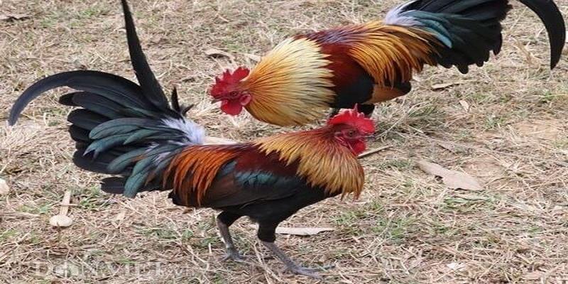 Một số bí kíp đặt cược đá gà cựa dao hôm nay hiệu quả