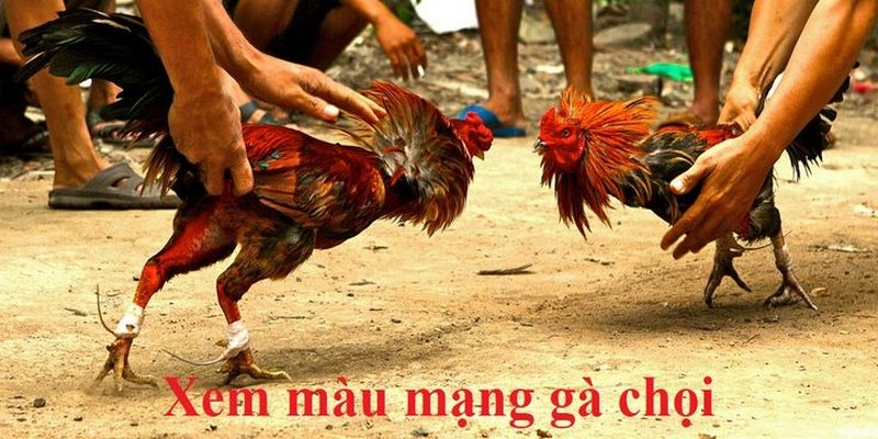 Hướng dẫn xem màu gà đá tiền lớn