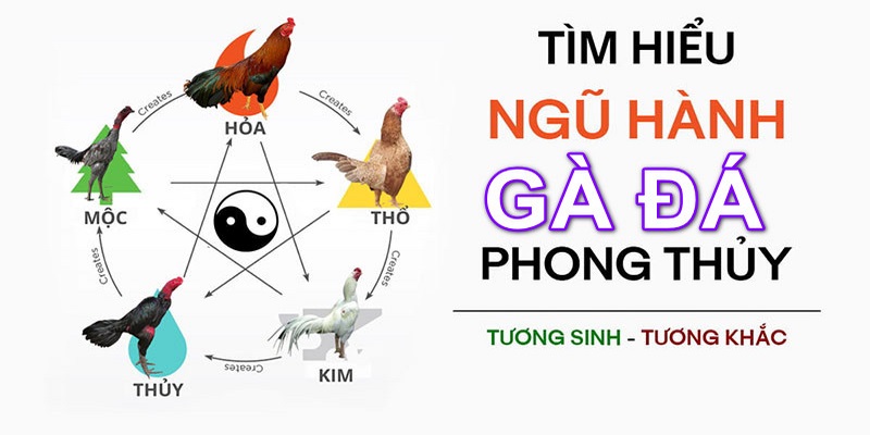 Nguồn gốc của việc xem màu gà đá tiền lớn