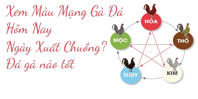 Nắm rõ thông tin về màu mạng gà thuộc ngũ hành