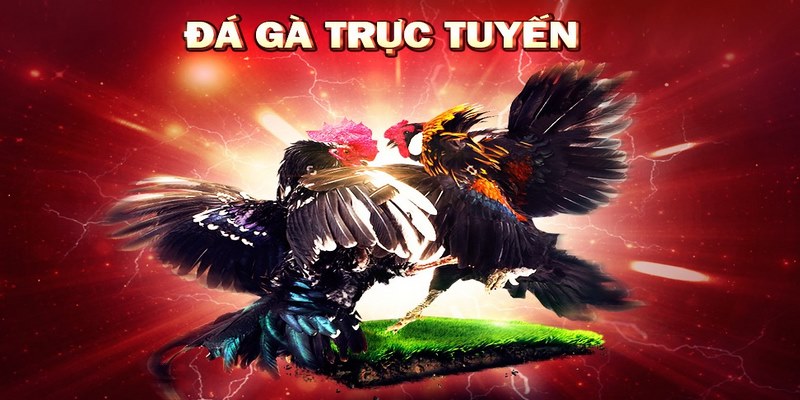 Nên trải nghiệm trực tiếp đá gà Philippines ở đâu